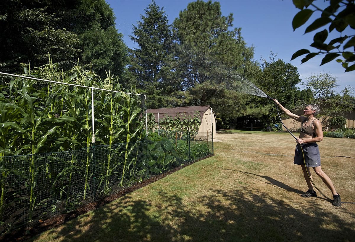 JR Ralston waters her garden at her Felida home on Monday as temperatures rose to a record-tying 98 in Vancouver.