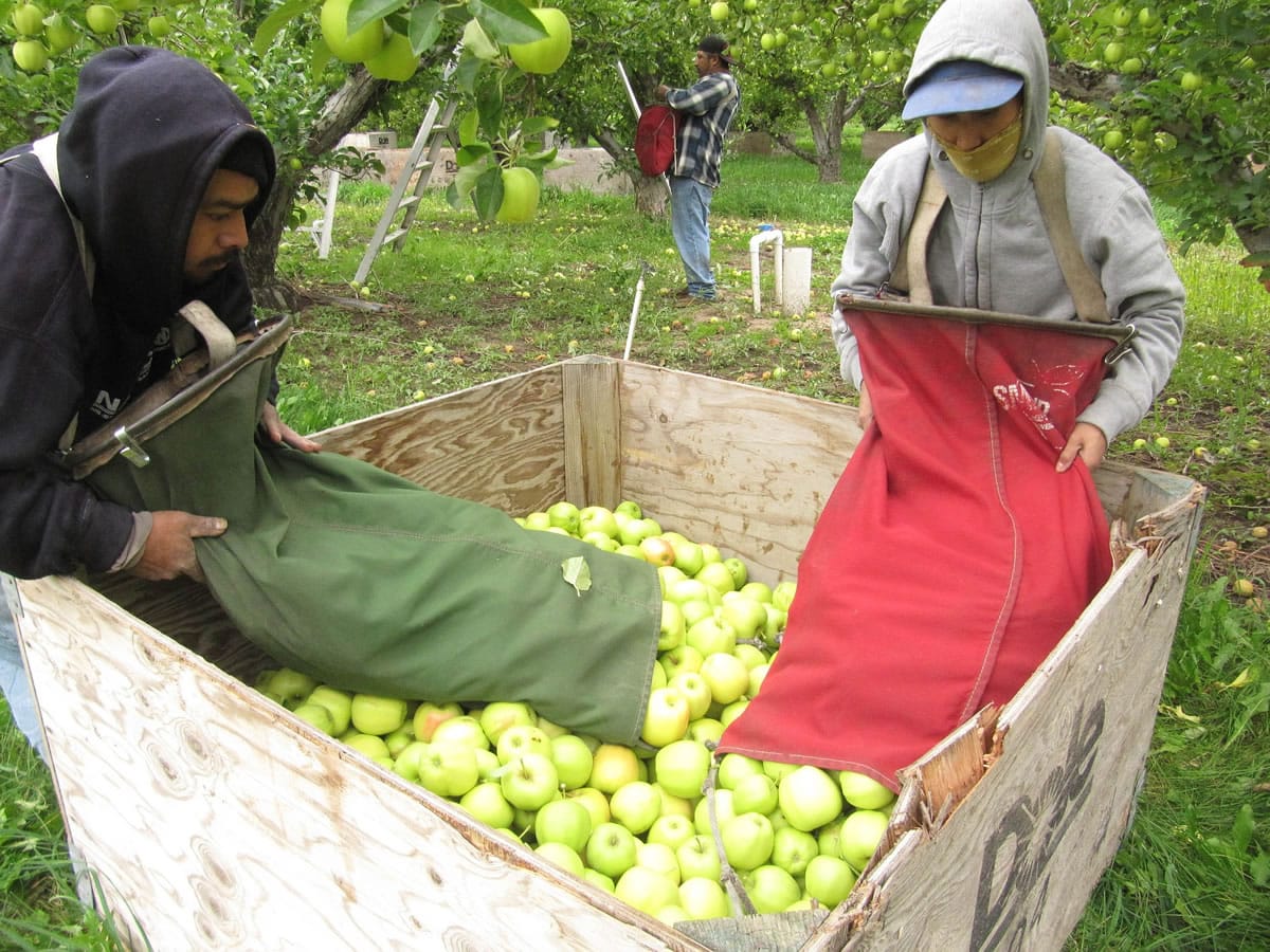 Workers load apples in October 2011 into a bin at an orchard in Tieton.
