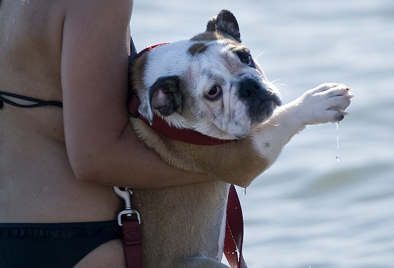 Lola, a 5-month-old bulldog, looks back toward shore as Andrea Echiburu gives the puppy her first swimming lesson at Frenchman's Bar Park on Friday under temperatures that hit the mid-90s for a third straight day.