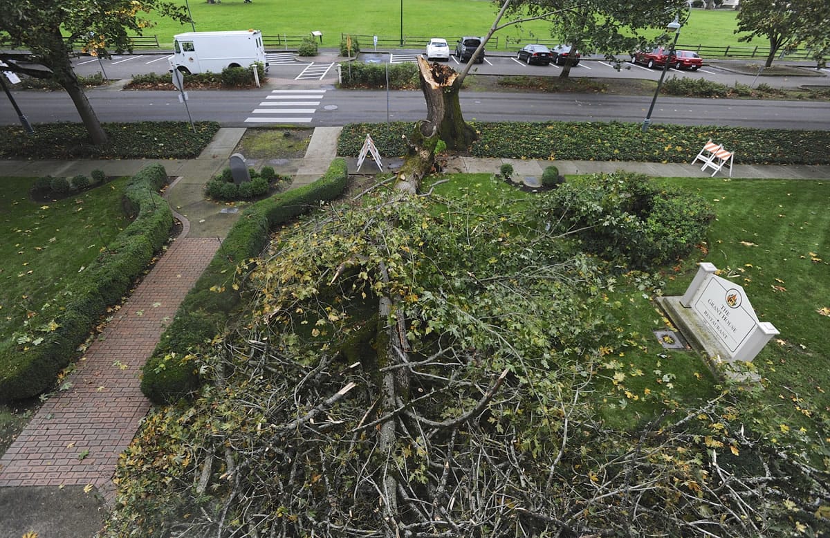 A tree fallen by high winds at the Grant House on Officer's Row in Vancouver on Saturday.