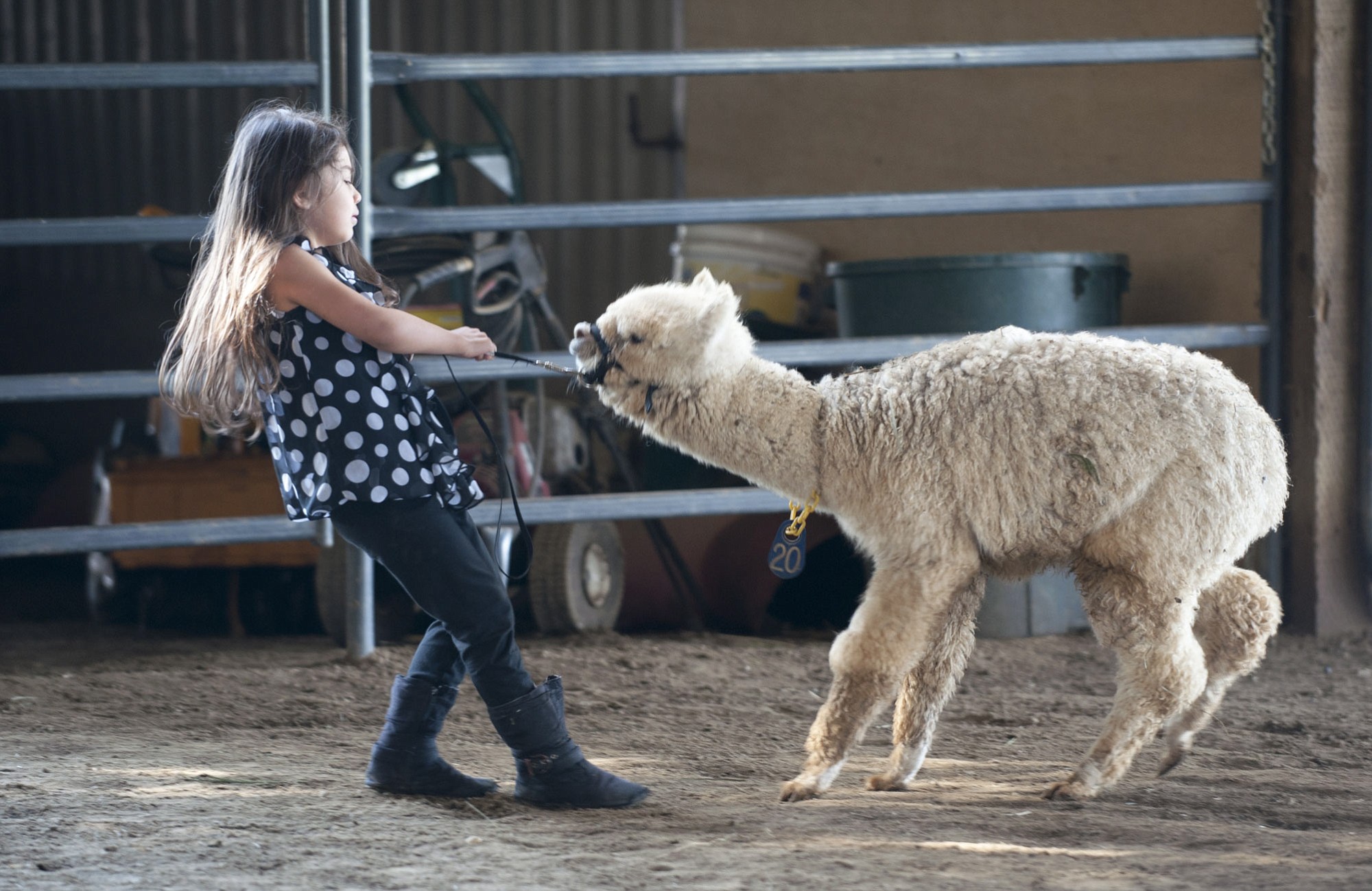 Nallaret Ramirez, 4,  takes a baby alpaca for a walk as part of its show training at The Aplaca Group in Ridgefield.