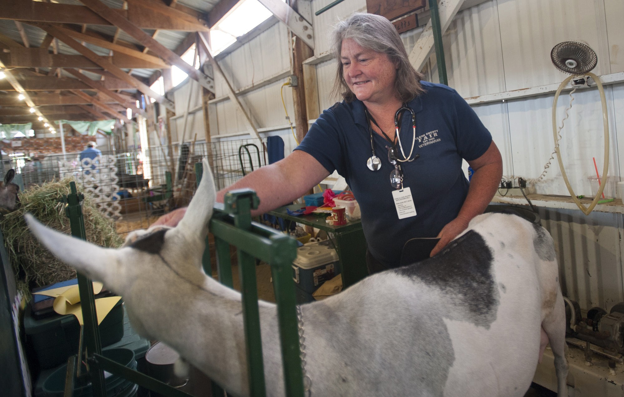 Dr. Mary Ann Haggerty, the fair's volunteer veterinarian, checks over a goat Thursday morning at the Clark County Fairgrounds in Ridgefield.