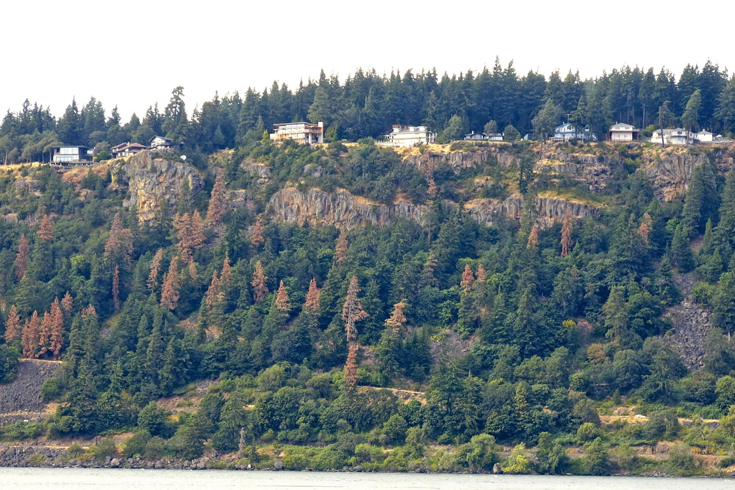 Dead pine trees dot the landscape, looking across the Columbia River to White Salmon.