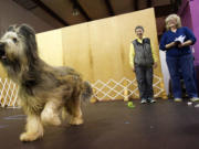 Photos by Steven Lane/The Columbian
Joan Armstrong, center, trains dogs at Dog Days Dog Training.
