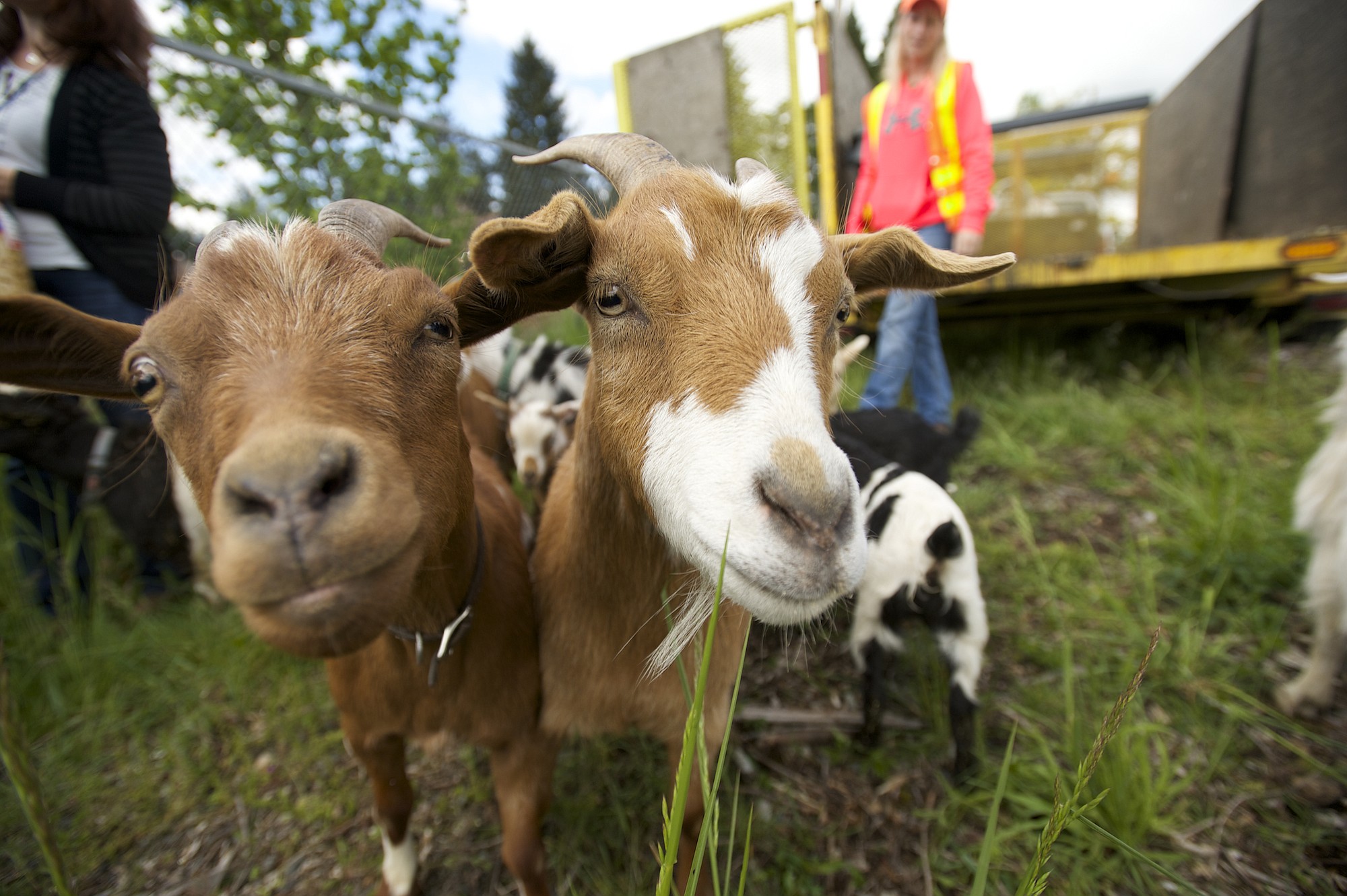 Weed-eating goats begin searching for plants to devour at a site along state Highway 503 in Brush Prairie on Wednesday.