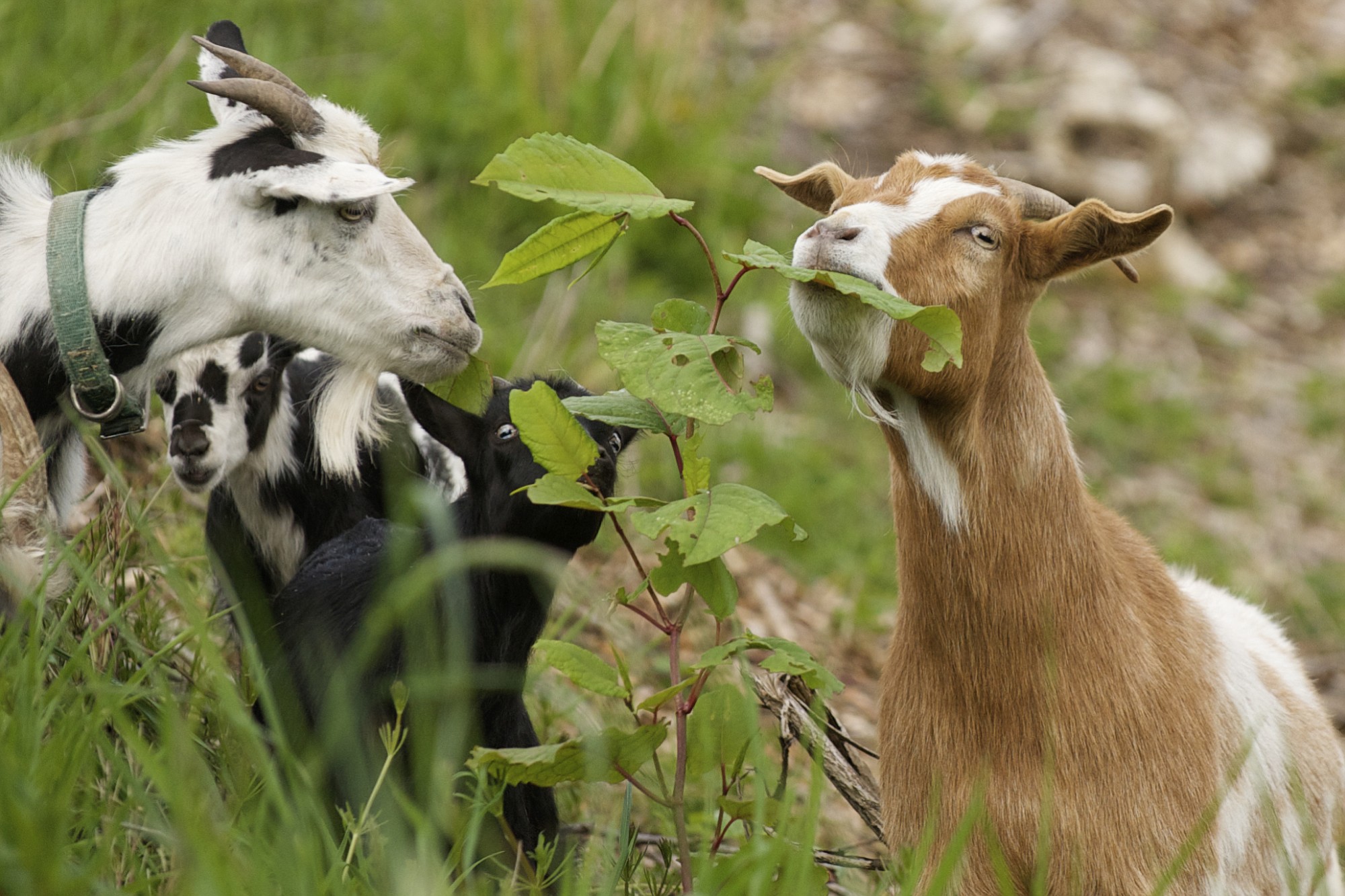 The Washington State Department of Transportation on Wednesday dispatched a herd of goats to control weeds at a stormwater facility along state Highway 503 in Brush Prairie.
