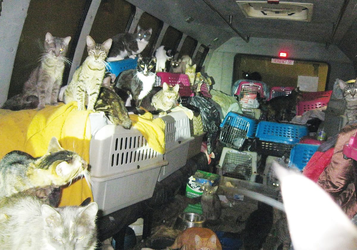 Scores of cats are found Sunday living in a van in Ontario, Ore. The Ontario Feral Cat Project rescue group is caring for the 68 cats in what one worker described as &quot;a swirling mass.&quot; Many of the living cats were emaciated. Some had lost an eye to infection, a few were missing both eyes.
