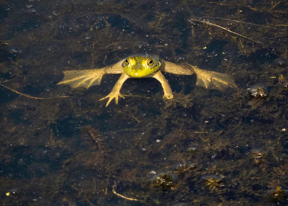 Ridgefield: This photo of a frog won Dehila Shaw first place in the youth category of the annual Ridgefield National Wildlife Refuge Photography Contest.