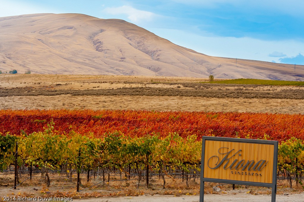 Kiona Vineyards first planted lemberger grapes on Red Mountain in 1976 and are credited with the first commercial release of the varietal in the United States.