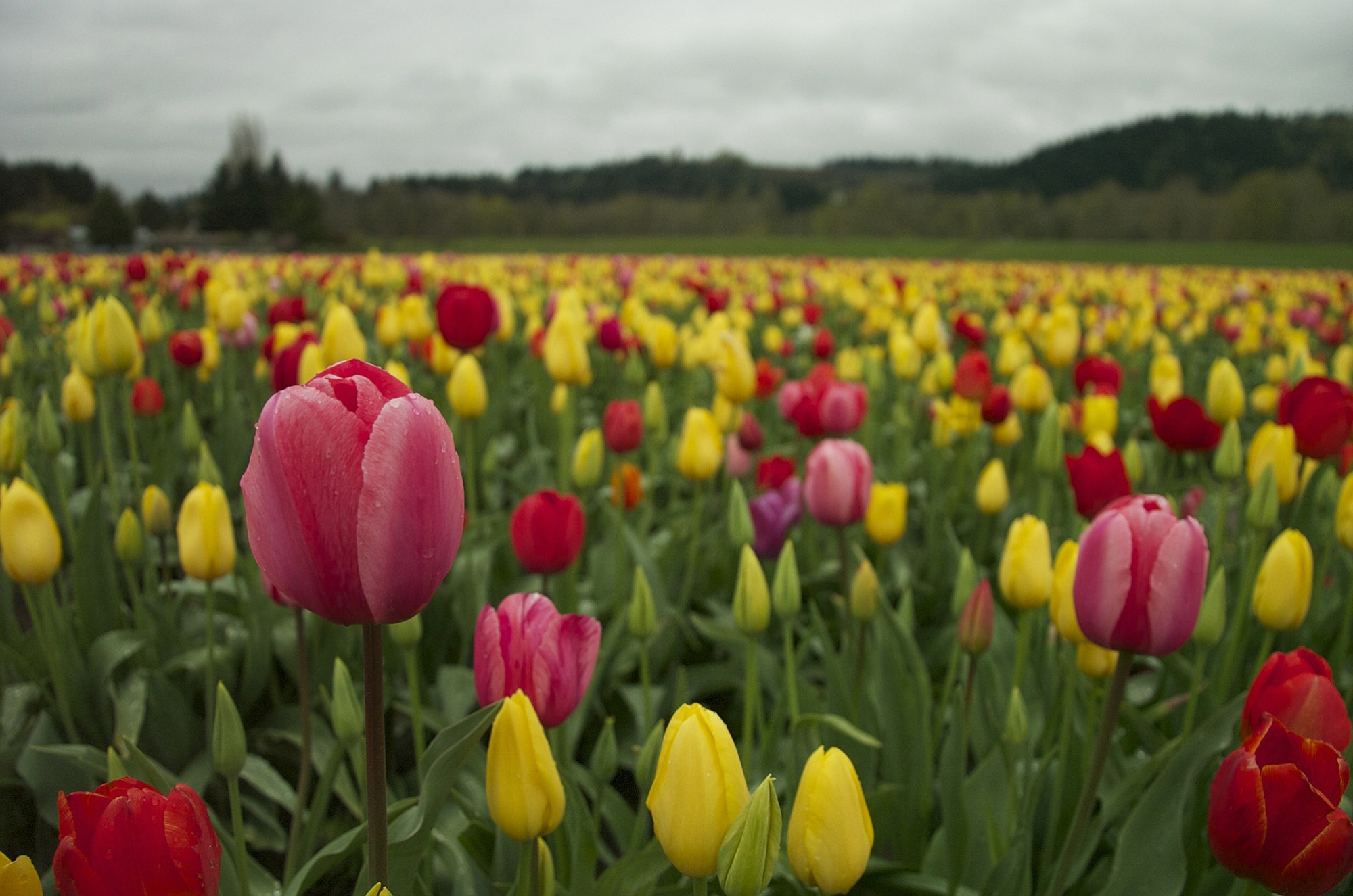 After an unusually warm winter, the tulips are out early at Woodland's Holland America Bulb Farm.