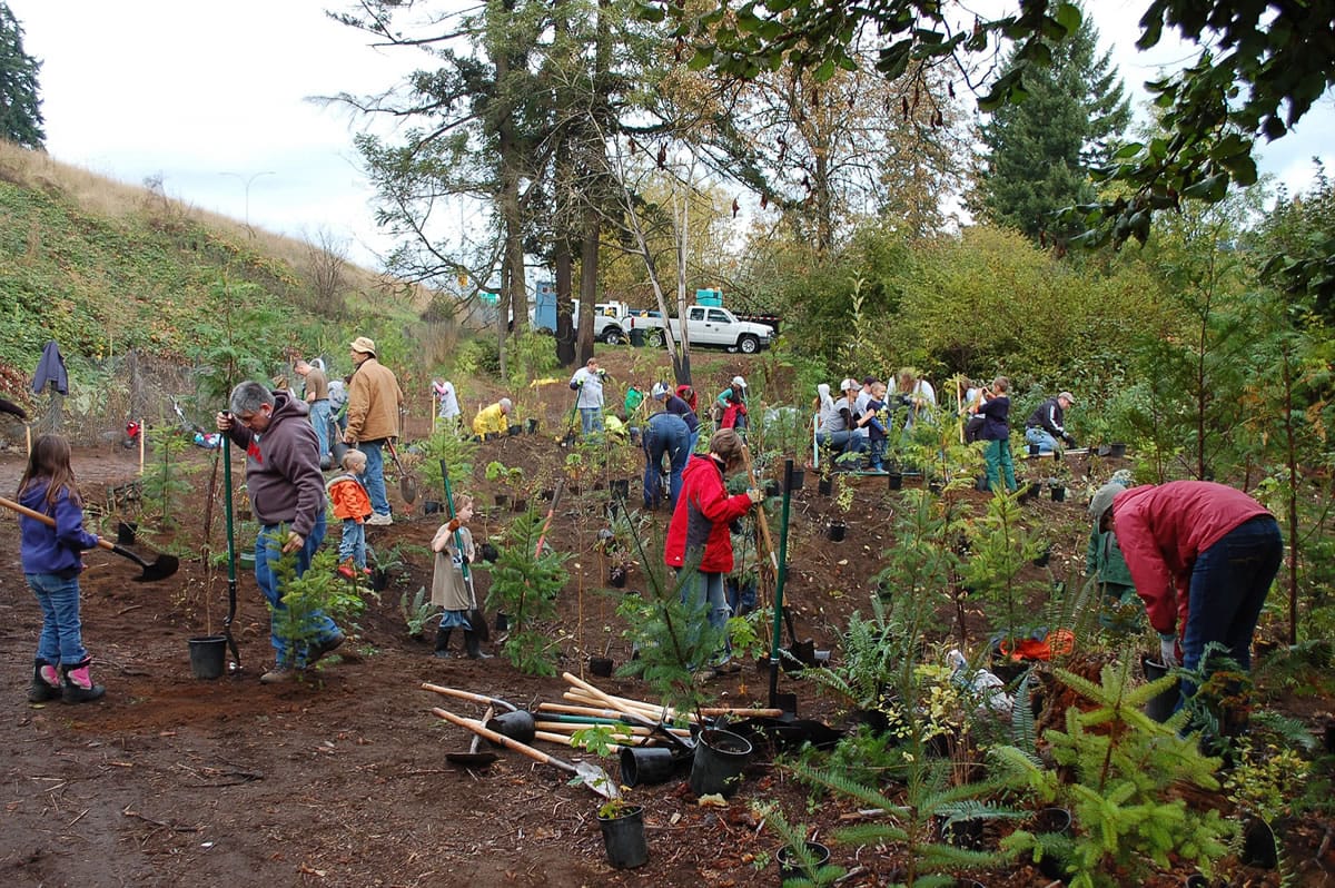 Vancouver: Volunteers help plant trees along Burnt Bridge Creek during a service day.