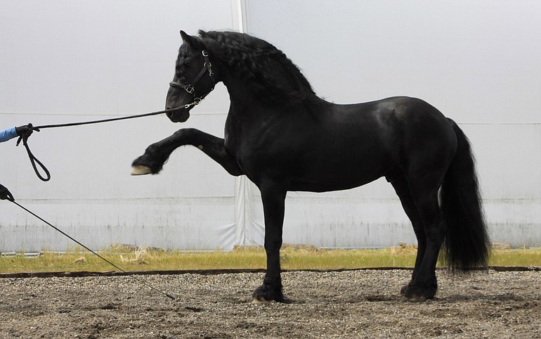 Vogue is a trick-trained stallion owned by Susan Dyer-DeBoer.