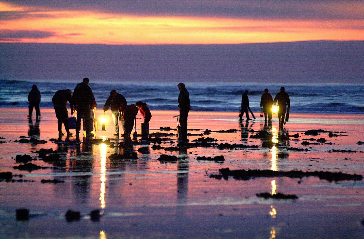 People dig for razor clams in Long Beach.