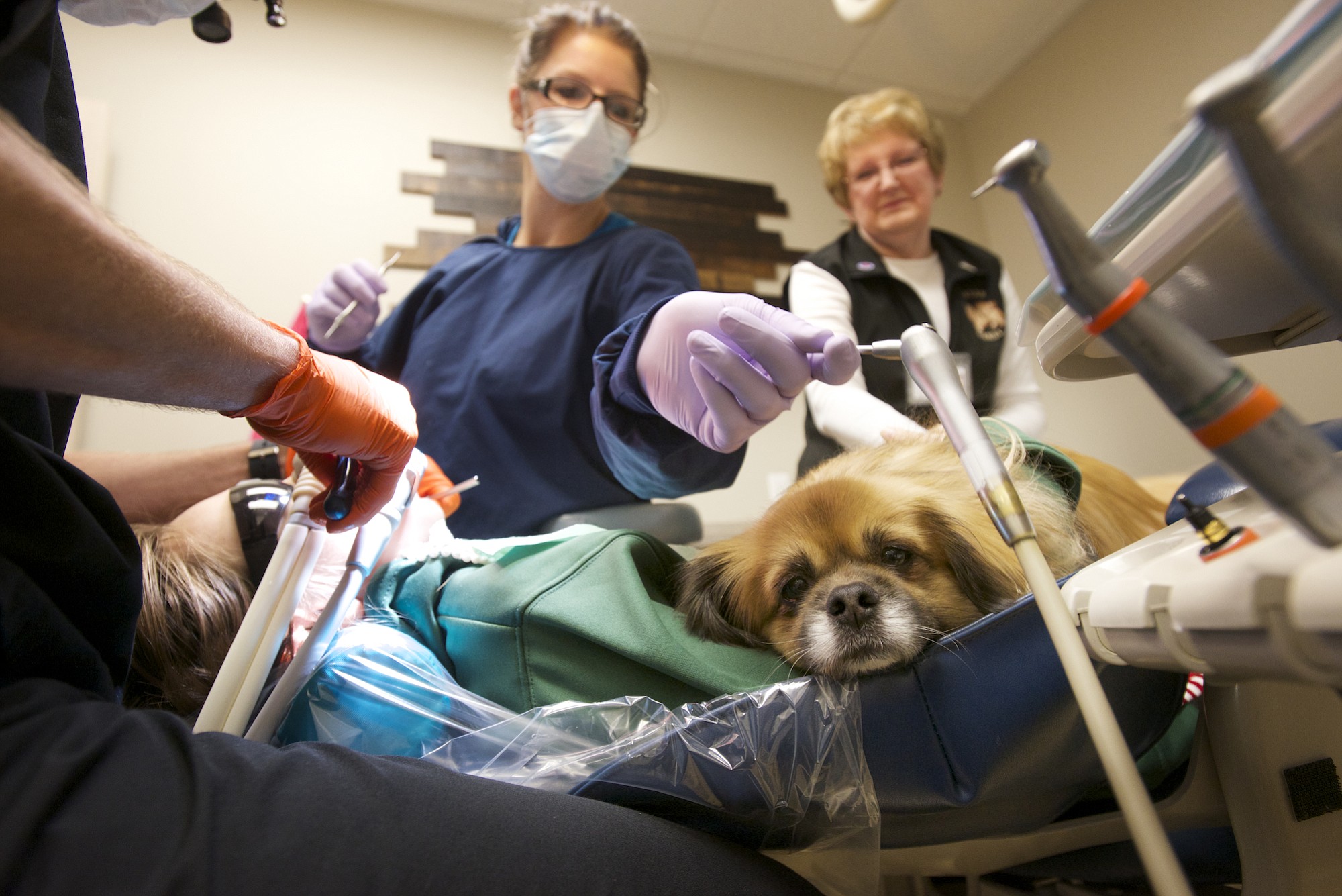 Therapy dog Kyi, a 6-year-old Tibetan spaniel, lies on the lap of 10-year-old Baylee Polzen during a dental procedure at Adventure Dental in Salmon Creek on Nov. 26.