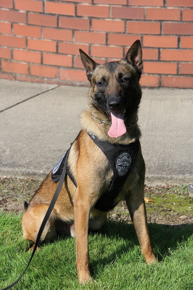 The Vancouver Police Department's newest K-9 officer, Tripp.