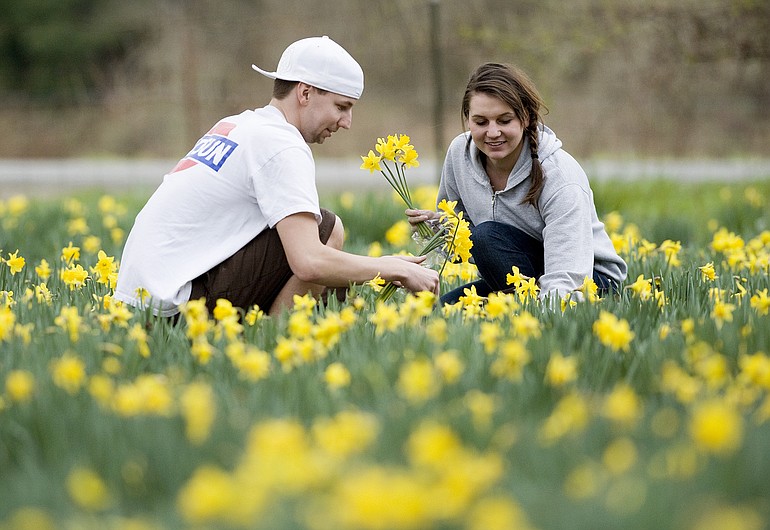 Trevor Meis, 23, and his girlfriend Calin Benson, 21, mix pleasure with picking Sunday at the LaLonde &quot;daffodil house&quot; -- Seward Road and 151st Street in Felida. The 15,000 or so daffodils should bloom for another month, the LaLondes say.