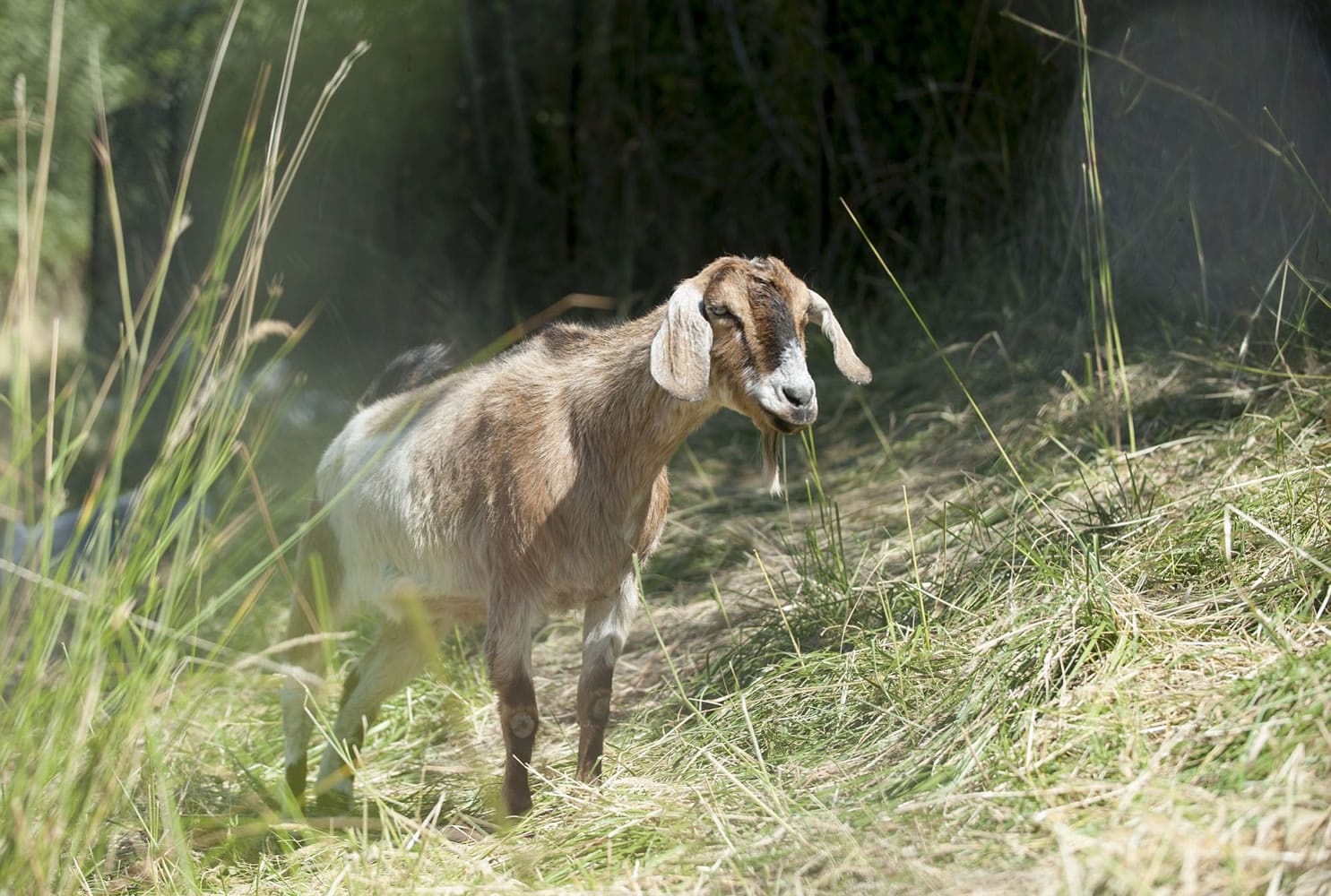 A goat languishes in intense summer heat in Ridgefield.