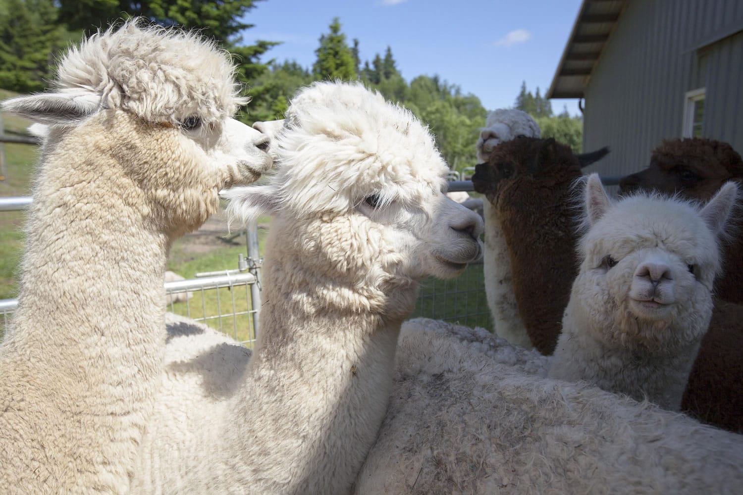 Alpacas from Majestic View Alpaca farm in Woodland wait their turn to have their fleece sheared at Columbia Mist Alpaca farm on Sunday June 1st 2014.