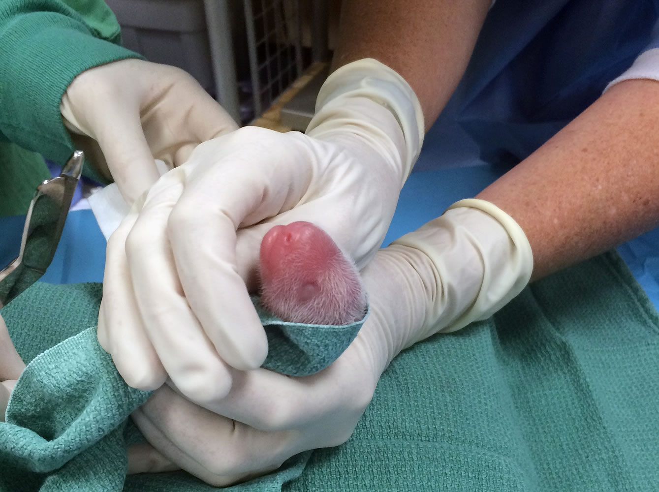 One of the giant panda cubs is examined by veterinarians after being born at Smithsonian's National Zoo on Saturday in Washington.