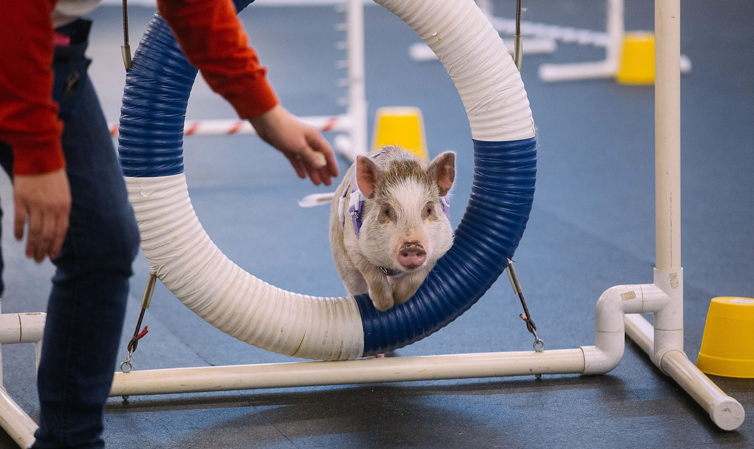 Amy, an indoor pig owned by Lori Stock, goes through agility training intended for dogs Feb.