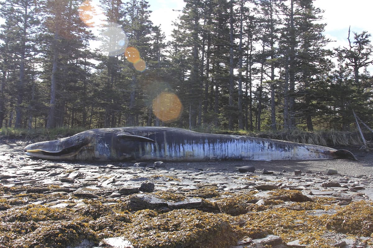 A fin whale carcass found in June on Whale Island, Alaska, in the Kodiak Archipelago.