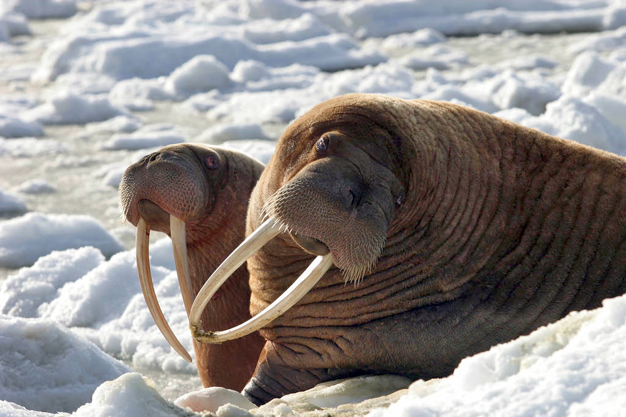 Two walrus cows on ice off the west coast of Alaska.