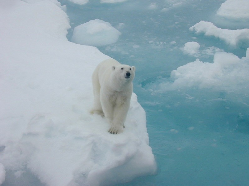 This undated photo provided by NOAA shows a polar bear standing on ice. In the spring and summer of 2014, Earth's icy northern region lost more of its signature whiteness that reflects the sun's heat. It was replaced temporarily with dark land and water that absorbs more energy, keeping yet more heat on already warming planet, according to the Arctic report card issued Thursday, Dec.