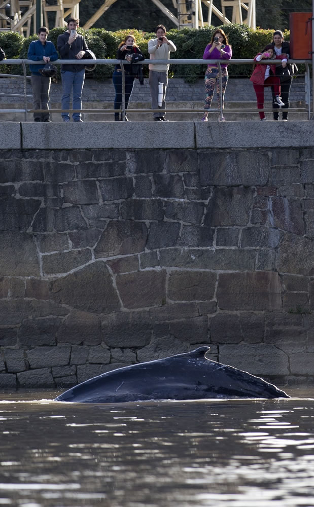 People watch a whale Monday in Buenos Aires, Argentina.