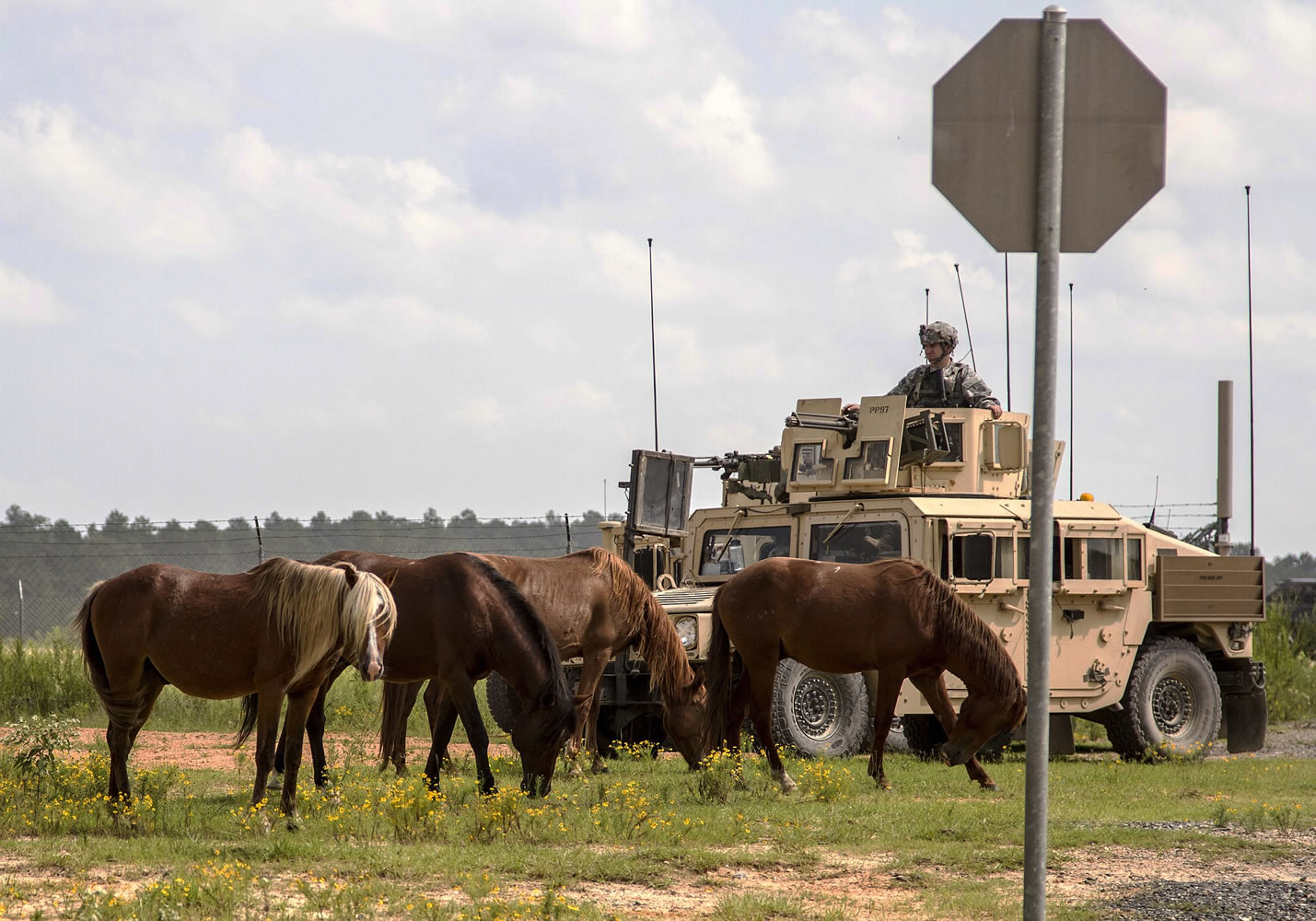 Feral horses graze in front of a soldier riding in an armored Humvee in September 2014 at the Fort Polk Joint Readiness Training Center, in Fort Polk, La.