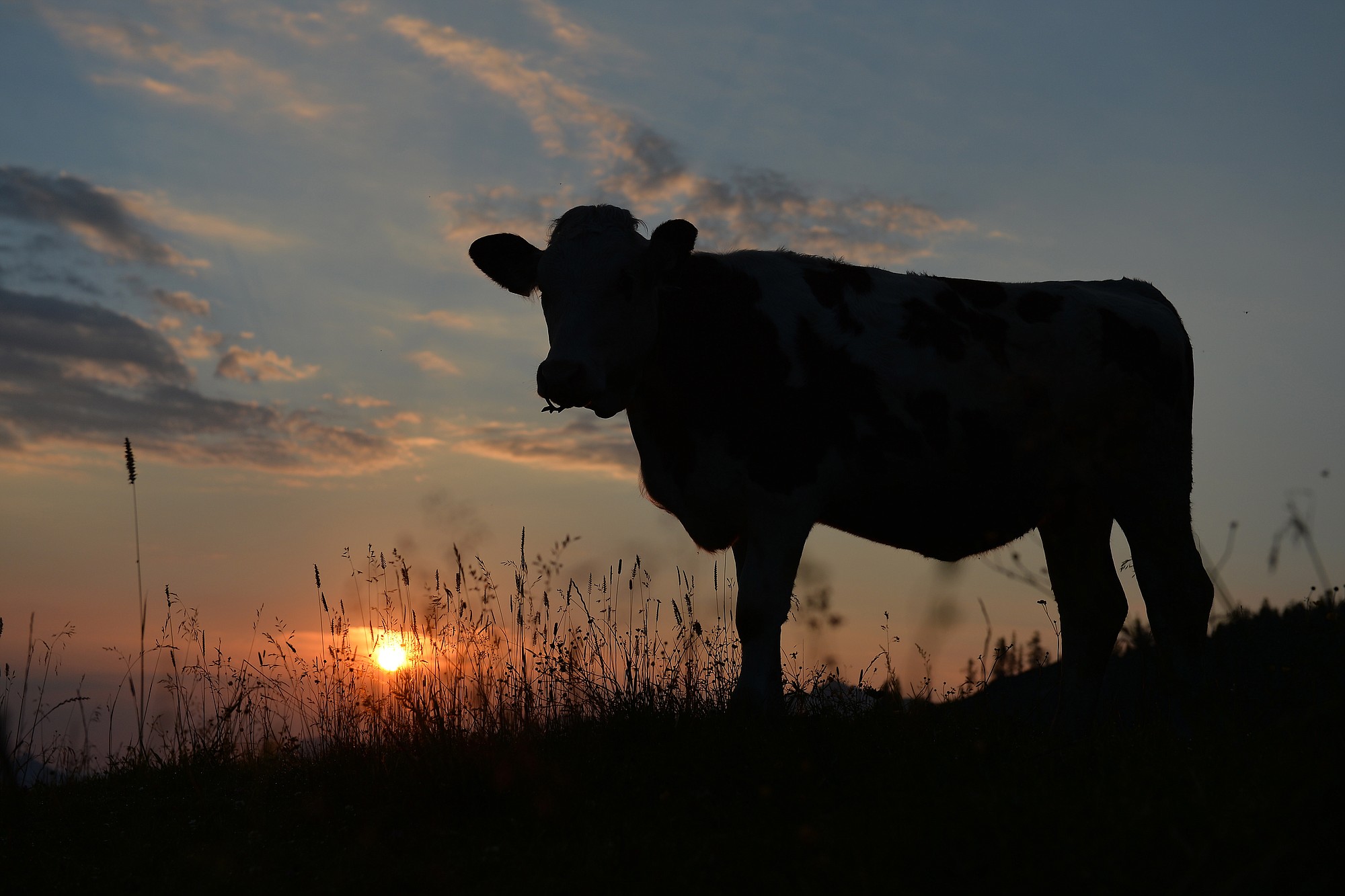 A cow is silhouetted against the rising sun as it stands on a pasture at the Loferer Alm, in the Austrian province of Salzburg, on Tuesday.