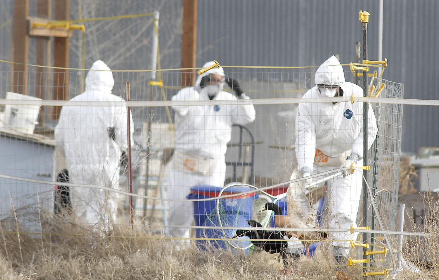 Veterinarians from the U.S. and state Departments of Agriculture capture avian flu infected and exposed birds  Jan.