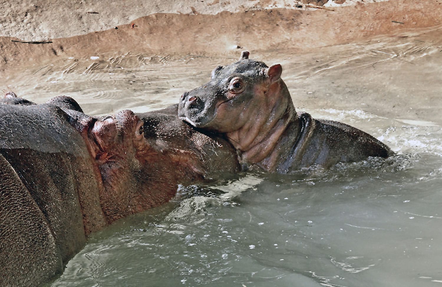 A mother hippo and her new-born calf at their enclosure at the Los Angeles Zoo.