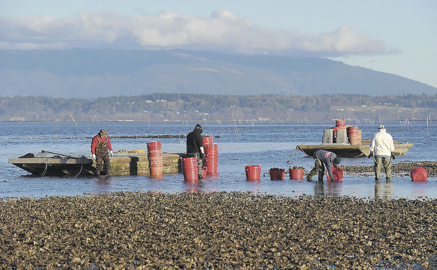 Harvesters collect overwintered seed oysters and move them to lower ground Wednesday on Samish Island.