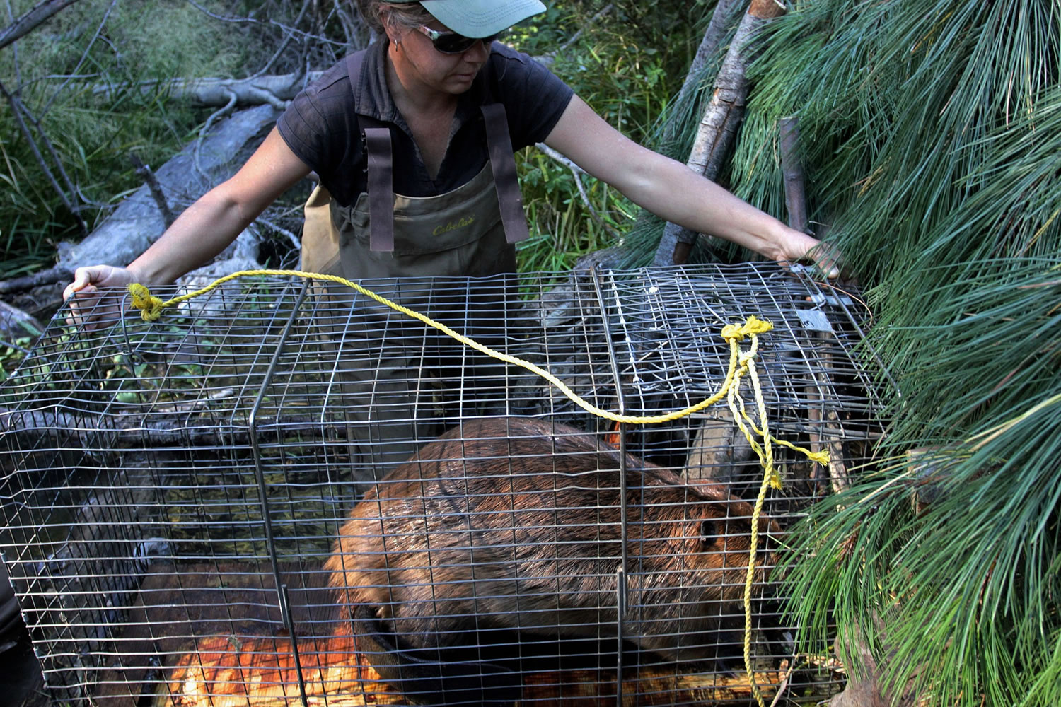 In this Sept. 12, 2014, photo, state biologist Kelly Perry attempts to coax a beaver into entering a man-made lodge during a relocation of a beaver family near Ellensburg, Wash. Under a program in central Washington, nuisance beavers are being trapped and relocated to the headwaters of the Yakima River where biologists hope their dams help restore water systems used by salmon, other animals and people.