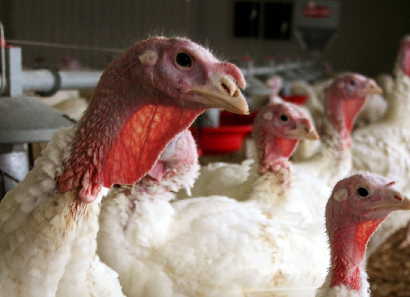 A flock of turkeys at a Minnesota poultry farm.