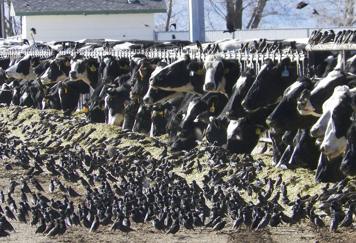 A flock of European starlings litter a feedlot in Fallon, Nev.