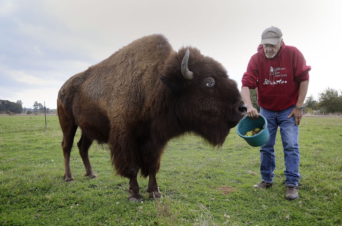 Wayne Geiger feeds Helen Keller, a blind bison, at the Lighthouse Farm Sanctuary in Scio, Ore., on Sept. 18. She was moved to the farm after living 14 years with her previous owner.