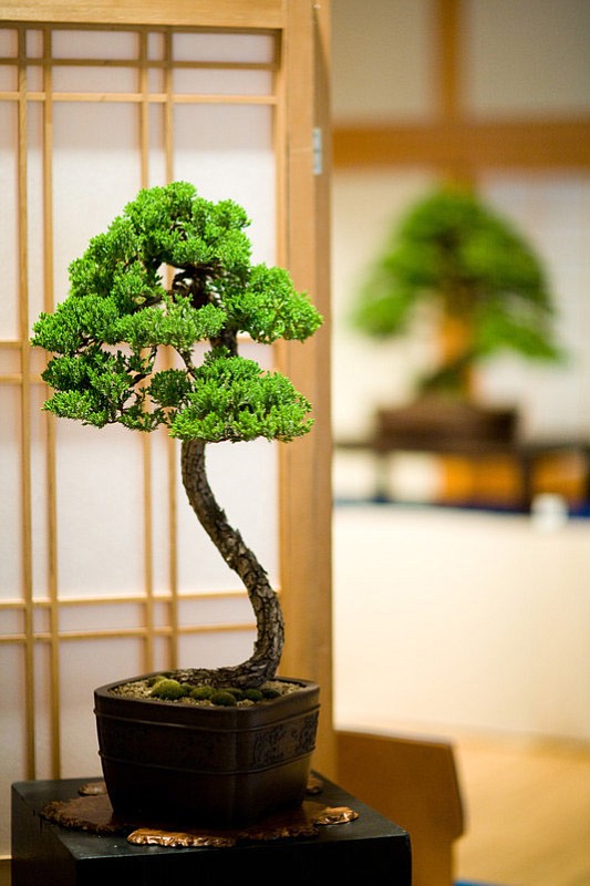 The Portland Japanese Garden will host the Bonsai Society Exhibition May 23-24.