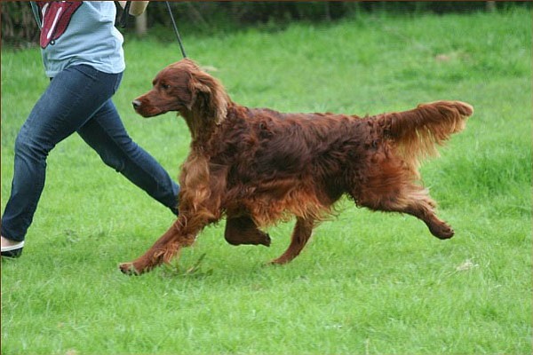 Photos courtesy Oakdene.Be/Associated Press
Irish Red Setter Thendara Satisfaction, known as Jagger, died Friday, shortly after returning home to Belgium from the world-famous Crufts dog show in Birmingham, England. His owners say he was poisoned.