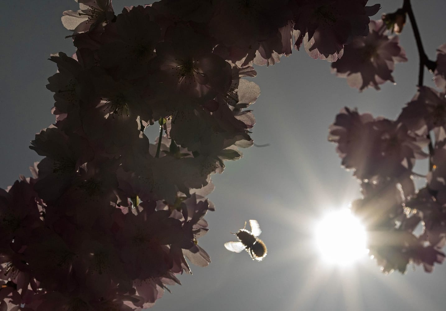 Associated Press files
A bumblebee approaches blooms on an almond tree in Erfurt, central Germany. A new study says climate change is shrinking the geographic range of many bumblebee species in North America and Europe, which could put them at risk of dying out.