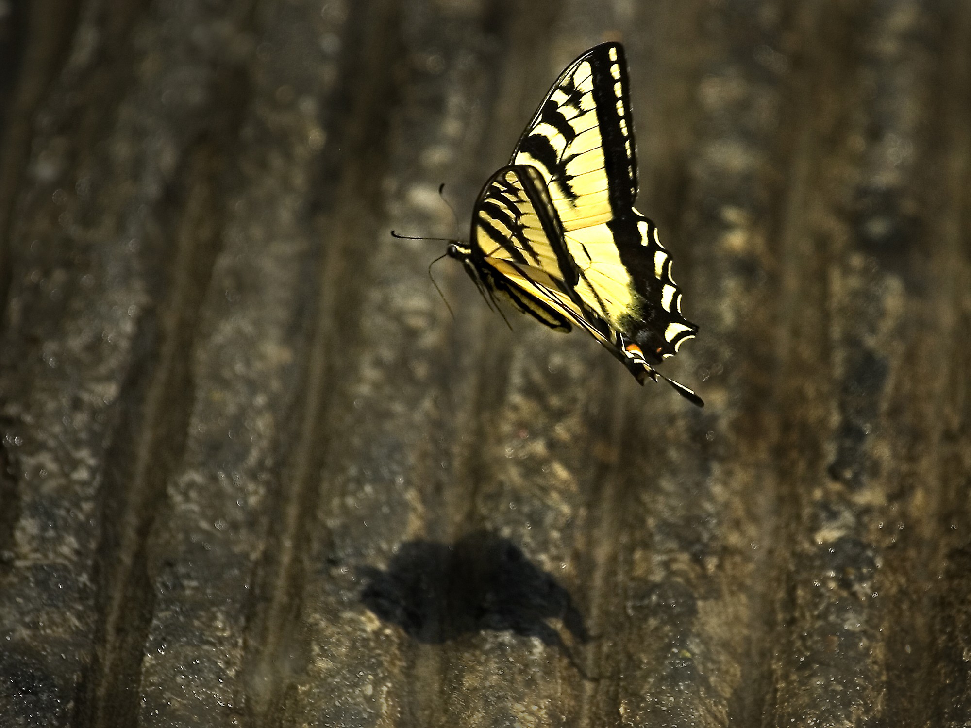A swallowtail butterfly lifts off from the boat ramp at Beacon Rock State Park, one of several places in the region to conduct your own bug safari.