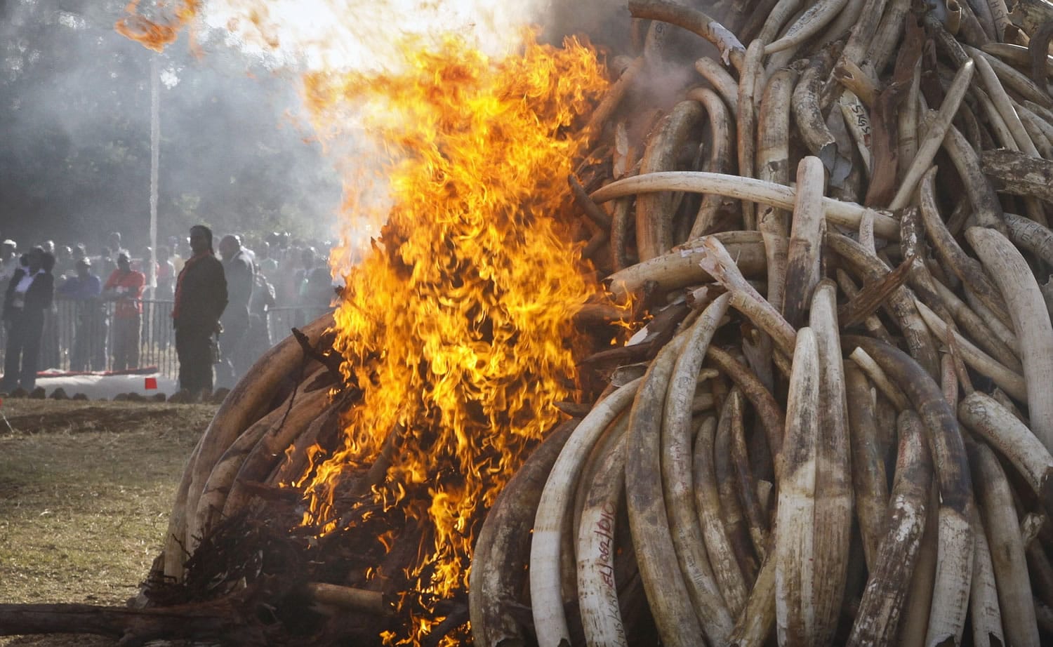Associated Press files
Fifteen tons of elephant tusks are set on fire during an anti-poaching ceremony in March at Nairobi National Park in Nairobi, Kenya. Conservationists are applauding a pledge by a Chinese official to stop the ivory trade there.
