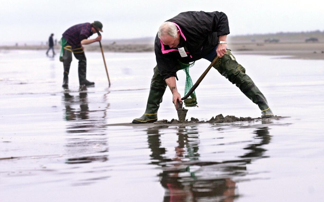 Razor clam digging switches Saturday to morning tides The Columbian
