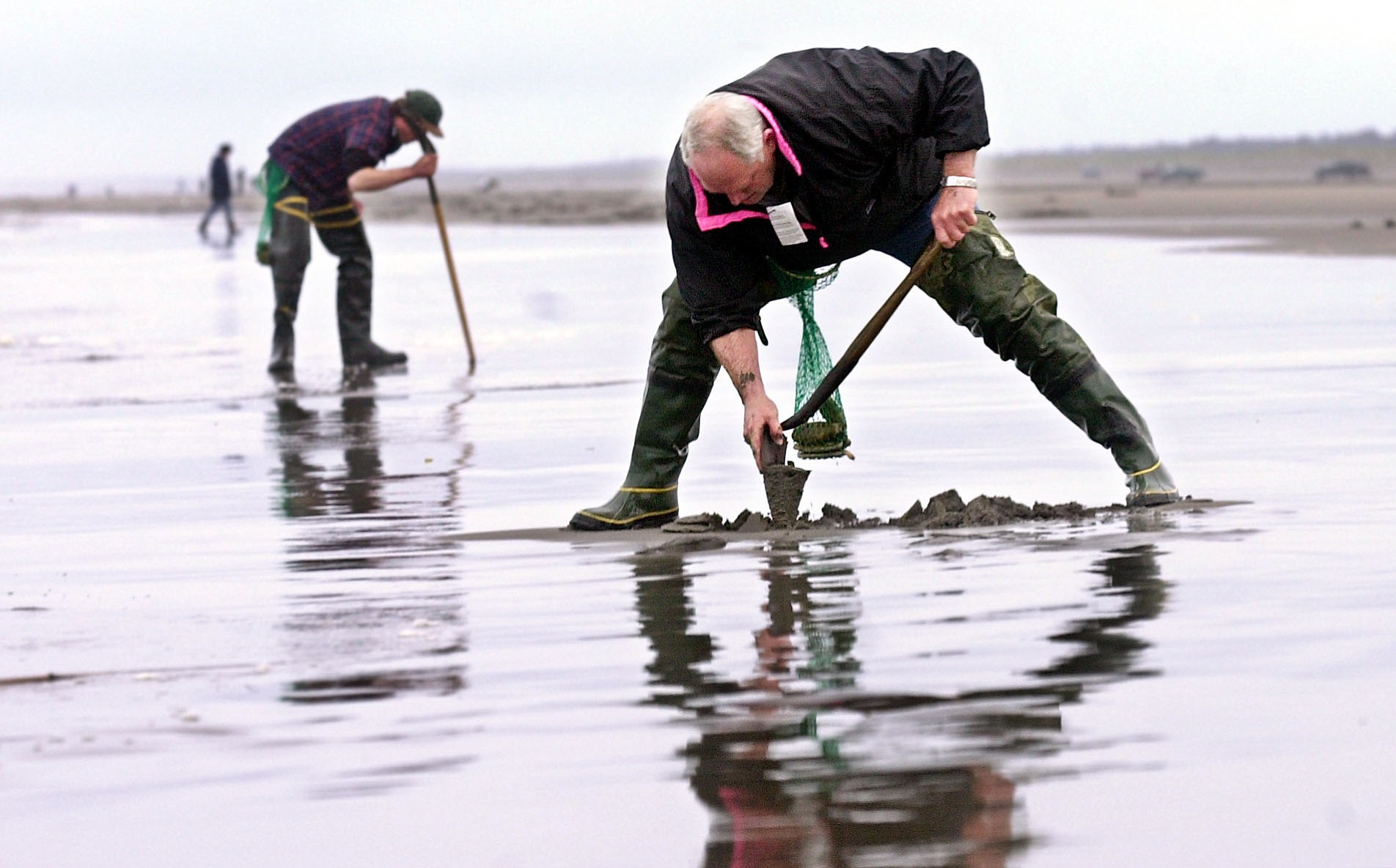 Clam diggers provide tourist income to coastal communities during winter and spring.