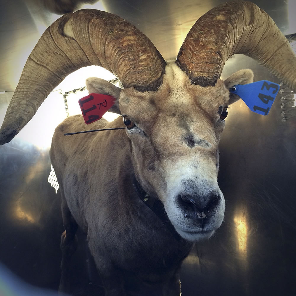 A male Sierra Nevada bighorn sheep is released into the backcountry of Yosemite National Park, Calif.