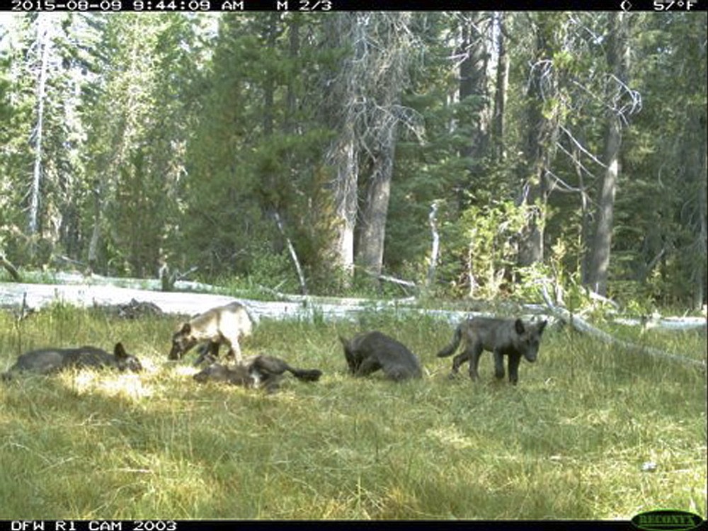 California Department of Fish and Wildlife via AP
Five gray wolf pups and two adults, shown in an image from video Aug. 9 in Northern California, were named the Shasta pack for nearby Mount Shasta.