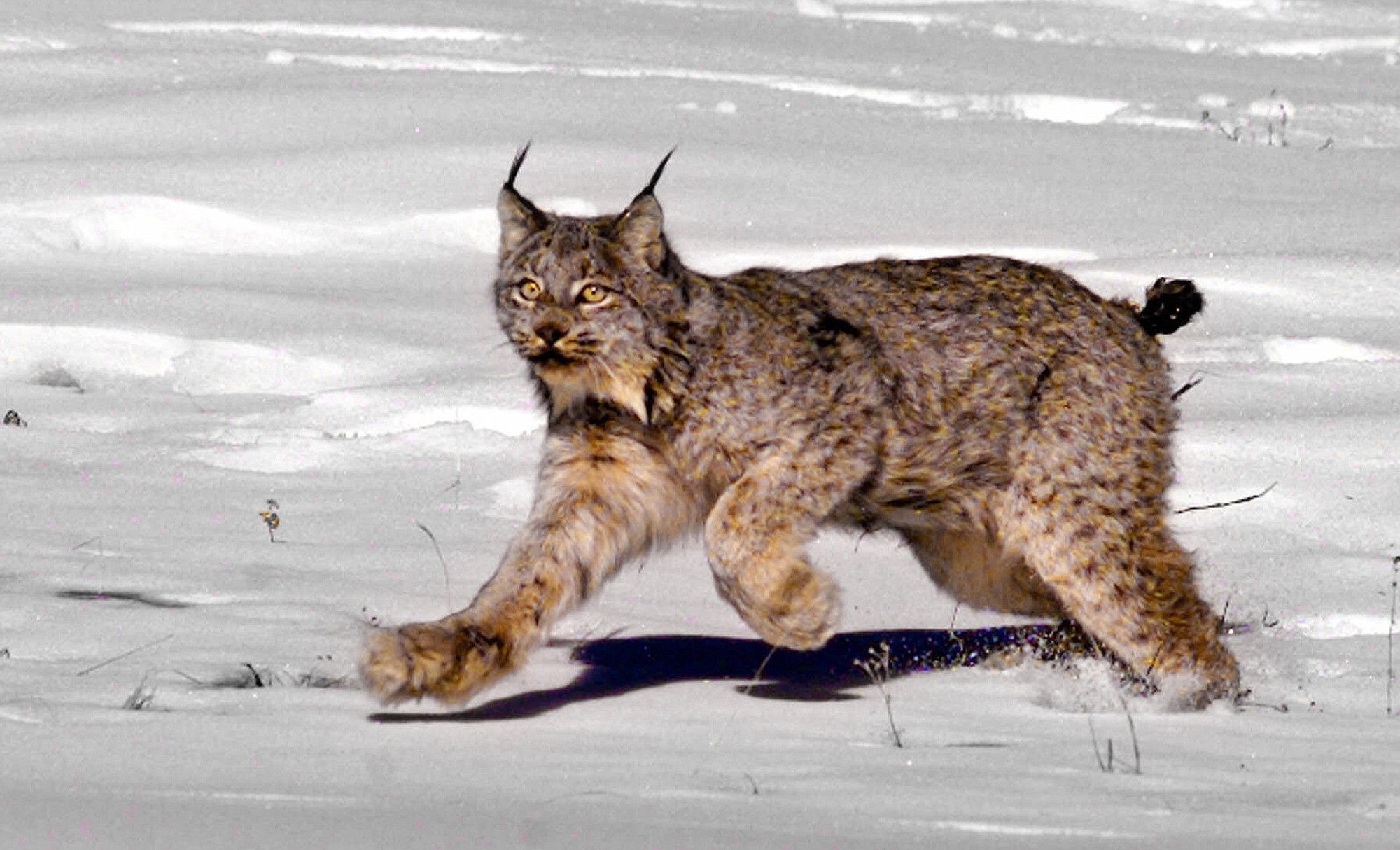 A female Canadian lynx heading for the woods