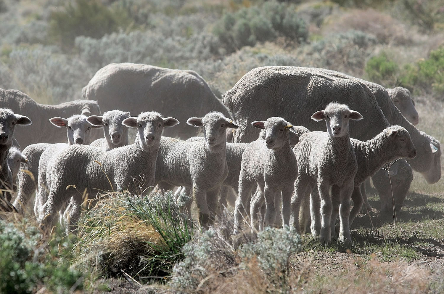 Sheep are deployed in April on the western hills of Carson City, Nev. to munch emerging cheatgrass and other vegetation to reduce the risk of catastrophic summer wildfires.