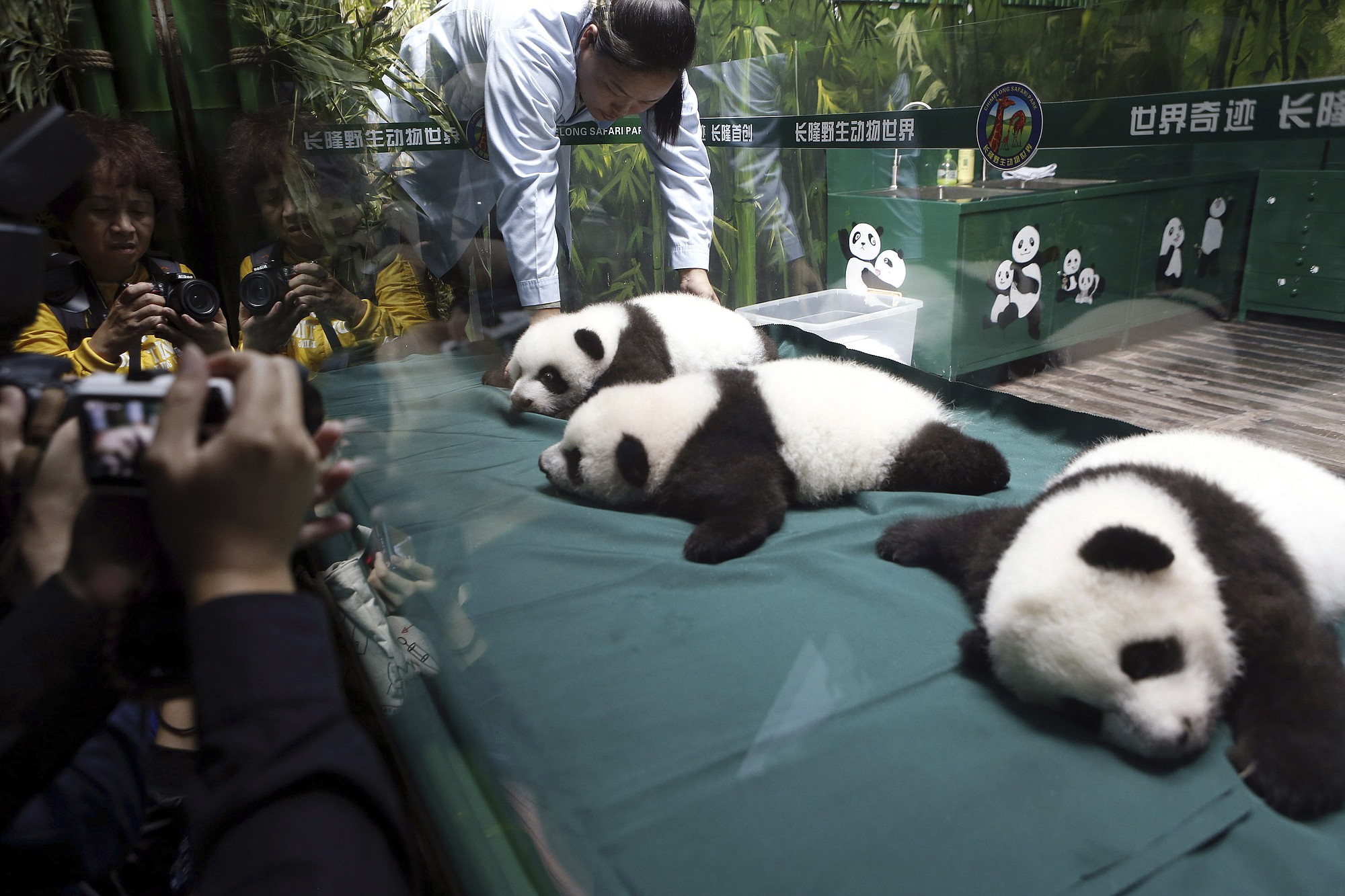 Visitors take photos in November of panda triplet cubs in the Chimelong Safari Park in Guangzhou in south China's Guangdong province.