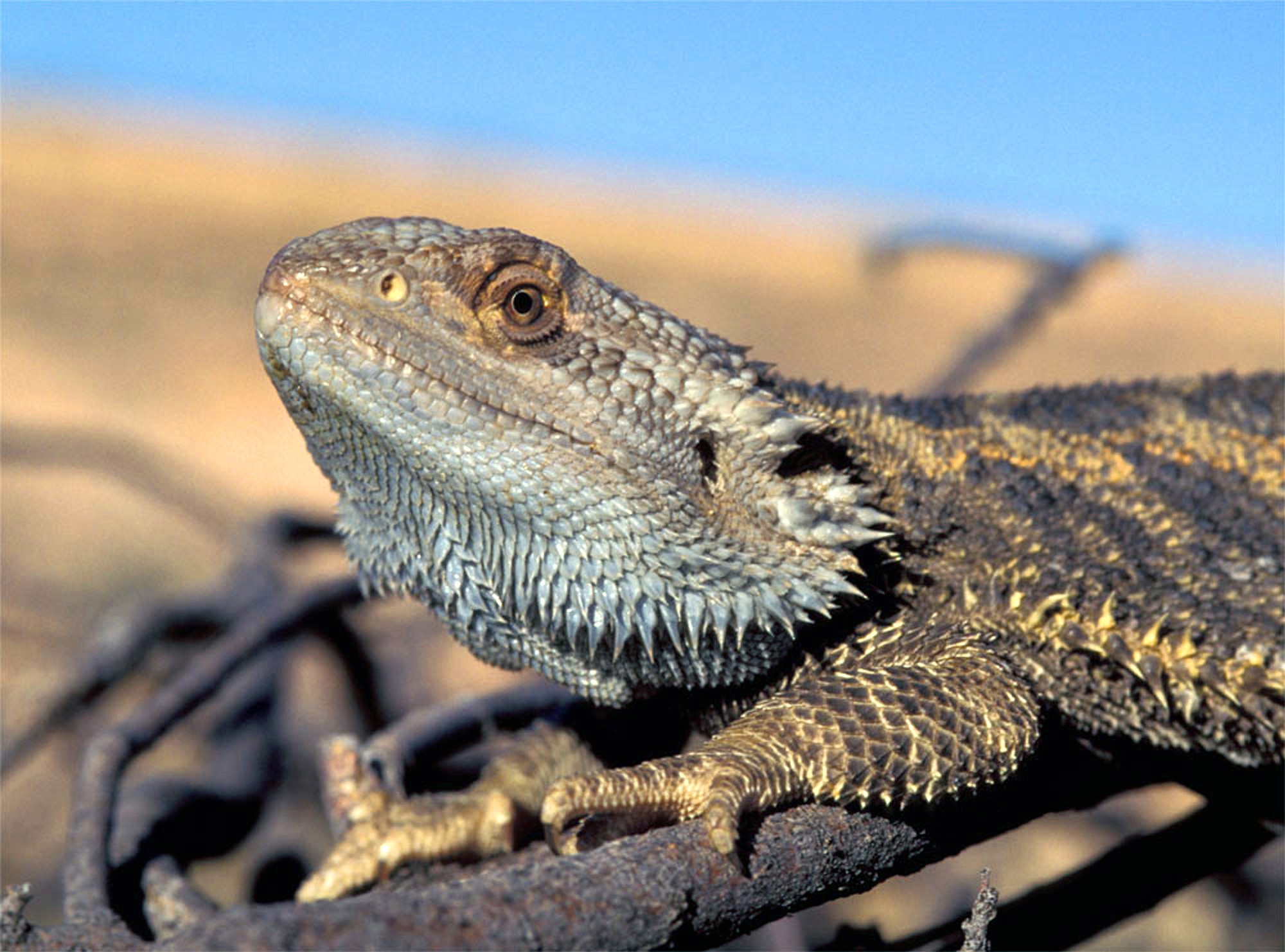 Arthur Georges, University of Canberra, Australia
Hotter temperatures are messing with the gender of Australia?s bearded dragon lizards, a new study finds. Dragons that are genetically male hatch as females and give birth to other lizards.